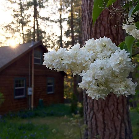 Ahwahnee-Be Vintage Cabin - Walk To Town! Idyllwild Bagian luar foto