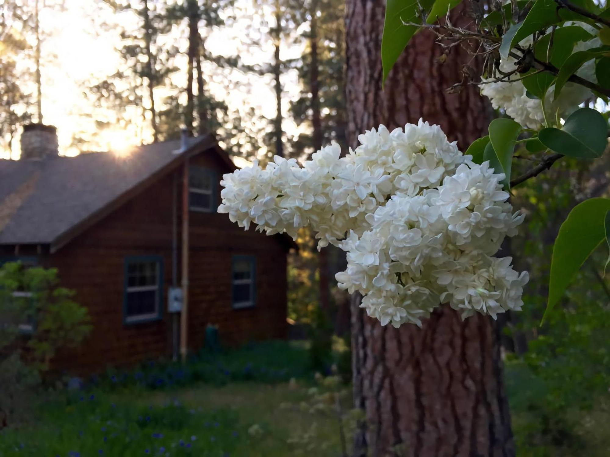 Ahwahnee-Be Vintage Cabin - Walk To Town! Idyllwild Bagian luar foto