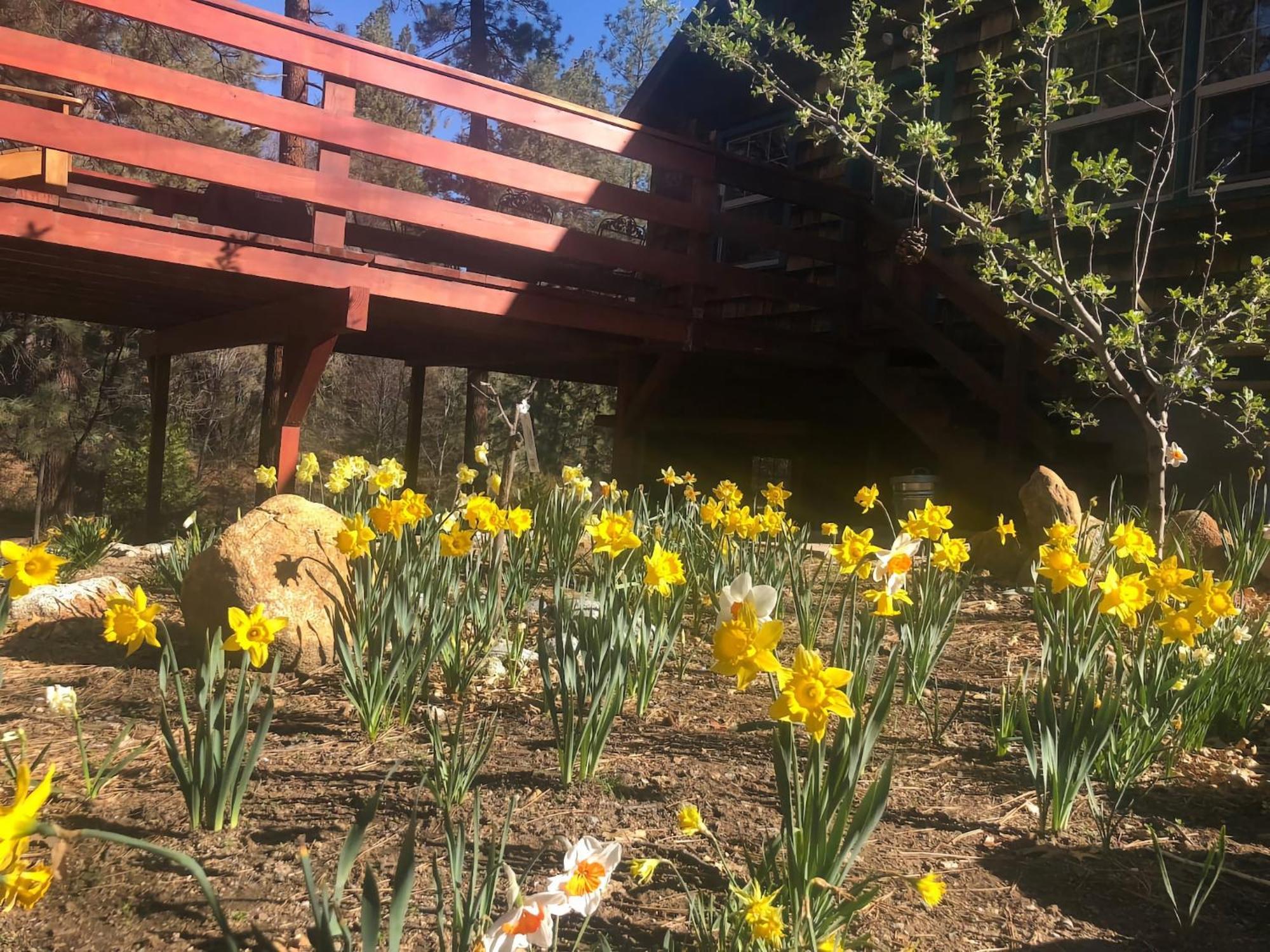 Ahwahnee-Be Vintage Cabin - Walk To Town! Idyllwild Bagian luar foto